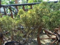 JUNIPERUS SABINA VARIEGATA - JUNIPERUS SABINA VARIEGATA